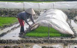 Phòng chống rét đậm, rét hại cho cây trồng