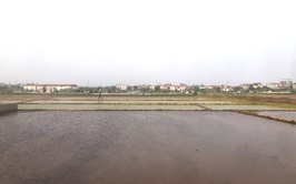 Nhân dân xã Quảng Oai tập trung cấy lúa vụ Xuân trước tết Bính Ngọ 2026, đảm bảo khung thời vụ