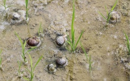 HƯỚNG DẪN KỸ THUẬT DIỆT TRỪ ỐC BƯƠU VÀNG