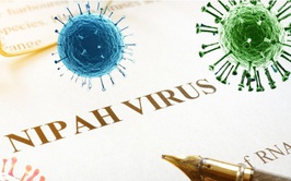 Virus Nipah - cơ chế gây bệnh và các biện pháp phòng ngừa