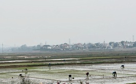 Hướng dẫn Quy trình kỹ thuật thâm canh lúa cải tiến (SRI)