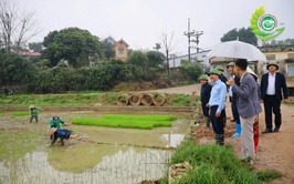Lãnh đạo xã Phú Cát thăm đồng, kiểm tra tiến độ cấy lúa vụ xuân năm 2026