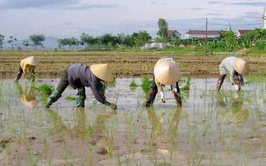 Hướng dẫn kỹ thuật cấy và chăm sóc lúa xuân