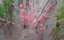 HƯỚNG DẪN PHÒNG TRỪ ỐC BƯƠU VÀNG