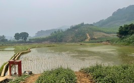 KHÔNG KHÍ KHẨN TRƯƠNG TRÊN CÁNH ĐỒNG XÃ BA VÌ – HƯỚNG TỚI VỤ XUÂN THẮNG LỢI