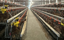 Mô hình chăn nuôi gà đẻ trứng ứng dụng công nghệ cao tại xã Liên Minh