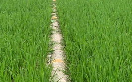 Xã Ứng Hòa tăng cường kiểm tra, chủ động phòng trừ chuột hại lúa vụ xuân 2026.