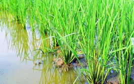 THÔNG BÁO Chăm sóc lúa xuân giai đoạn đẻ nhánh rộ - cuối đẻ nhánh