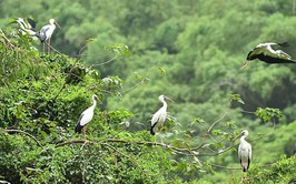 Hà Nội công bố danh mục thủ tục hành chính lĩnh vực bảo tồn thiên nhiên và đa dạng sinh học