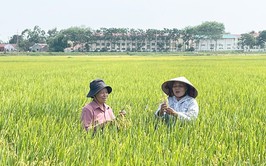 Hướng dẫn kỹ thuật thâm canh lúa cải tiến (SRI) vụ Xuân năm 2026