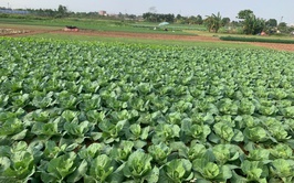 Phường Chương Mỹ tiếp và làm việc với Sở Nông nghiệp và Môi trường Hà Nội về kiểm tra sản xuất rau