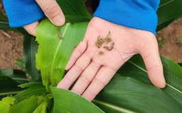 Trung tâm dịch vụ tổng hợp xã Ba Vì thông báo về tình hình sâu keo mùa thu gây hại trên cây ngô