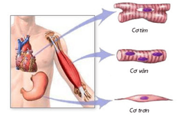 BVĐK Đống Đa: Cảnh báo nguy cơ “tiêu cơ vân” ở trẻ em sau hoạt động gắng sức