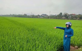 PHÒNG TRỪ BỆNH ĐẠO ÔN HẠI LÚA VỤ XUÂN NĂM 2026