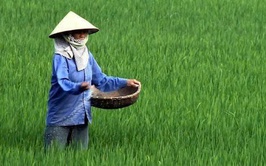 Hướng dẫn chăm sóc lúa giai đoạn phân hoá đòng vụ Xuân 2026.