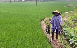 Hướng dẫn biện pháp phòng trừ chuột vụ Xuân năm 2026
