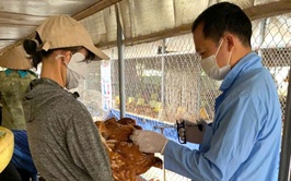 Đoài Phương triển khai tiêm phòng vắc xin cho đàn gia súc, gia cầm đợt 1 năm 2026