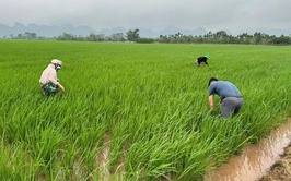Trung tâm Dịch vụ tổng hợp xã Hồng Sơn tăng cường thăm đồng, chủ động phòng trừ bệnh đạo ôn hại lúa Xuân 2026