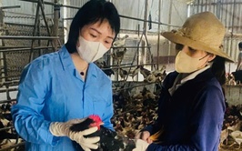 Xã Phúc Thọ chủ động tiêm phòng vắc xin, bảo vệ đàn vật nuôi