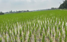 NÔNG DÂN NỘI BÀI TÍCH CỰC GIEO TRỒNG CÂY VỤ XUÂN 2026