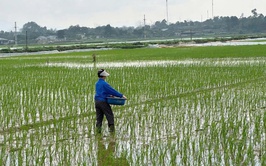 Trung tâm Dịch vụ tổng hợp xã Phú Nghĩa hướng dẫn kỹ thuật chăm sóc lúa xuân sau cấy