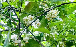 PHÚ XUYÊN TĂNG CƯỜNG CHĂM SÓC, BẢO VỆ CÂY ĂN QUẢ CÓ MÚI GIAI ĐOẠN RA HOA – ĐẬU QUẢ