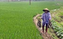 Hướng dẫn biện pháp phòng trừ chuột vụ Xuân năm 2026