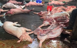 Hành trình triệt phá dường dây giết mổ, tiêu thụ 300 tấn thịt lợn nhiễm dịch tả châu Phi