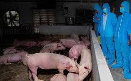 Vụ thịt heo bệnh vào trường học: Công ty cổ phần Suất ăn công nghiệp Hà Nội nói mình là 'nạn nhân'