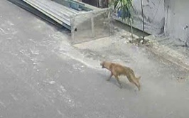 THÔNG BÁO KHẨN
Về việc cảnh báo nguy cơ bệnh dại trên địa bàn
