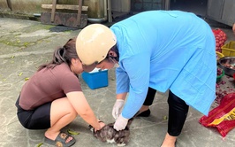 Chương Mỹ đẩy nhanh tiêm phòng vắc xin cho đàn gia súc, gia cầm