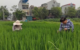 Tăng cường kiểm tra, hướng dẫn phòng trừ sâu cuốn lá nhỏ trên lúa xuân năm 2026