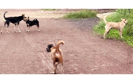 Đoài Phương tăng cường kiểm tra, xử lý chó thả rông trên địa bàn