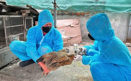 Bát Tràng chủ động tiêm phòng cúm gia cầm, bảo vệ đàn vật nuôi