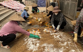 Xã Tây Phương triển khai chiến dịch diệt chuột bảo vệ sản xuất vụ Xuân 2026