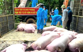 ĐOÀI PHƯƠNG TĂNG CƯỜNG PHÒNG, CHỐNG DỊCH TẢ LỢN CHÂU PHI