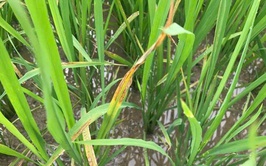 Cách nhận biết và phòng trừ bệnh Đốm sọc vi khuẩn