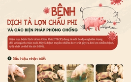 Chủ động phòng, chống bệnh Dịch tả lợn Châu Phi