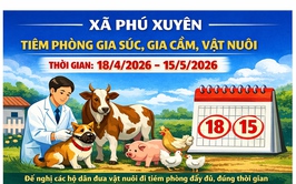 Xã Phú Xuyên tổ chức tiêm phòng bệnh cho đàn gia súc, gia cầm đợt 1 năm 2026