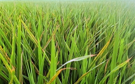 Trung tâm Dịch vụ tổng hợp xã Xuân Mai hướng dẫn: Nhận biết bệnh đốm sọc vi khuẩn hại lúa và biện pháp phòng trừ