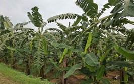 Phát huy hiệu quả đất bãi ven sông từ mô hình trồng chuối chuyên canh