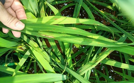 Tuyên truyền phòng chống bệnh đạo ôn trên lúa