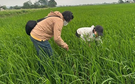 Hướng dẫn kỹ thuật phòng trừ bệnh đạo ôn hại lúa 