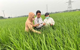 Phú Nghĩa: Kiểm tra đồng ruộng, hướng dẫn phòng trừ sâu bệnh hại lúa