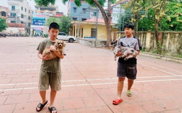 Nam Phù ra quân tiêm vắc - xin dại miễn phí cho chó, mèo