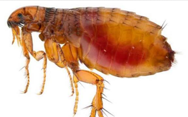 Sẩn ngứa do bọ chét gia tăng, nhiều ca có nuôi chó mèo