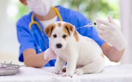 Thông báo tiêm vắc xin phòng bệnh dại cho đàn chó, mèo năm 2026