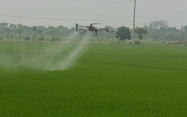 THÔN NGŨ LUÂN ỨNG DỤNG THIẾT BỊ BAY PHÒNG TRỪ BỆNH ĐẠO ÔN LÚA XUÂN