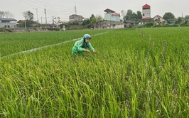 HƯỚNG DẪN CÁC BIỆN PHÁP PHÒNG TRỪ BỌ TRĨ VÀ VE SẦU BỌT HẠI LÚA VỤ XUÂN.