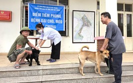 Bát Tràng tổ chức tiêm phòng vắc xin dại cho đàn chó, mèo trên địa bàn xã